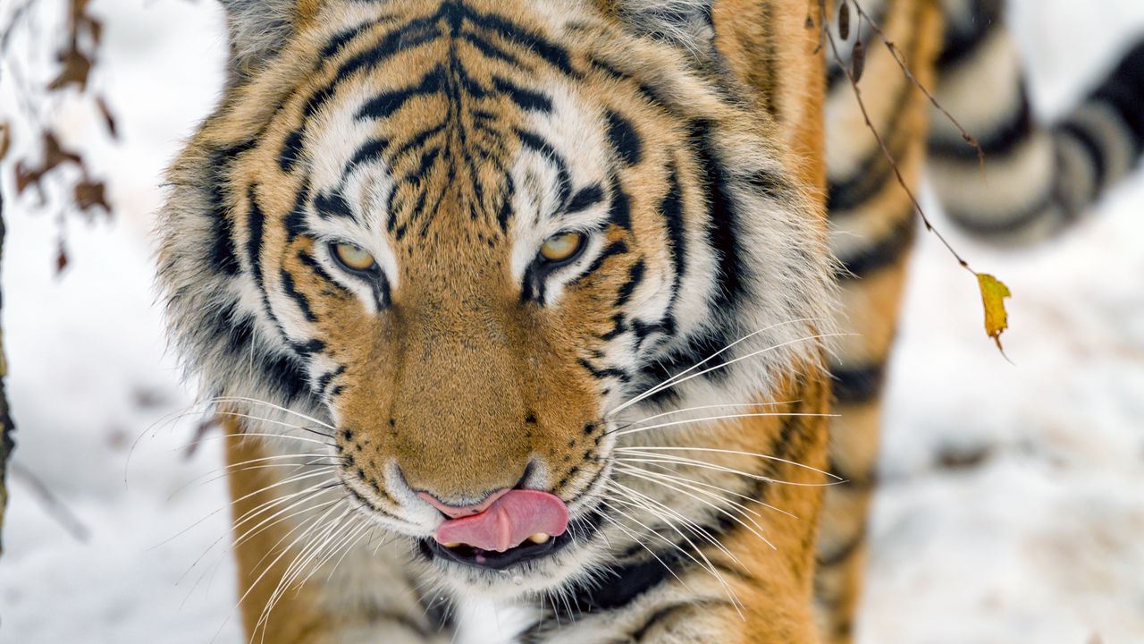 Wallpaper tiger, protruding tongue, animal, big cat, wildlife