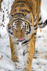 Preview wallpaper tiger, protruding tongue, animal, big cat, wildlife