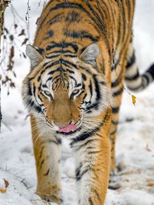 Preview wallpaper tiger, protruding tongue, animal, big cat, wildlife