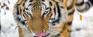 Preview wallpaper tiger, protruding tongue, animal, big cat, wildlife