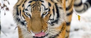 Preview wallpaper tiger, protruding tongue, animal, big cat, wildlife