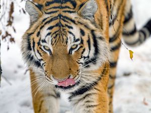 Preview wallpaper tiger, protruding tongue, animal, big cat, wildlife