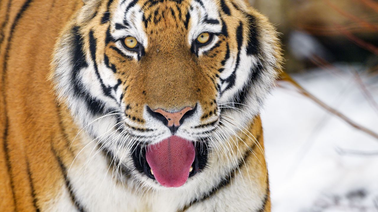 Wallpaper tiger, protruding tongue, animal, big cat, predator, wild