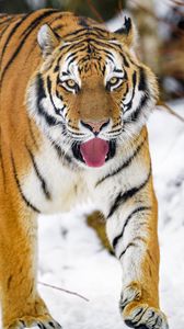 Preview wallpaper tiger, protruding tongue, animal, big cat, predator, wild