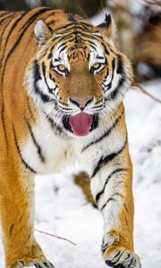 Preview wallpaper tiger, protruding tongue, animal, big cat, predator, wild