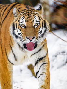 Preview wallpaper tiger, protruding tongue, animal, big cat, predator, wild