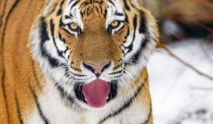 Preview wallpaper tiger, protruding tongue, animal, big cat, predator, wild