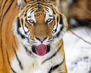 Preview wallpaper tiger, protruding tongue, animal, big cat, predator, wild