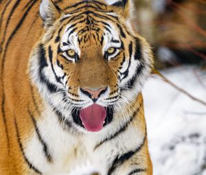 Preview wallpaper tiger, protruding tongue, animal, big cat, predator, wild