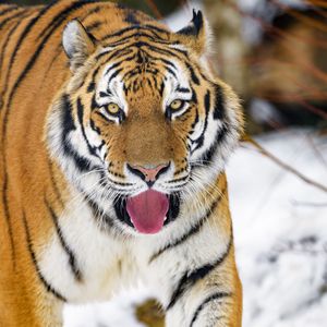 Preview wallpaper tiger, protruding tongue, animal, big cat, predator, wild