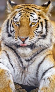 Preview wallpaper tiger, protruding tongue, animal, big cat