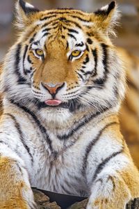 Preview wallpaper tiger, protruding tongue, animal, big cat