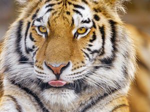 Preview wallpaper tiger, protruding tongue, animal, big cat