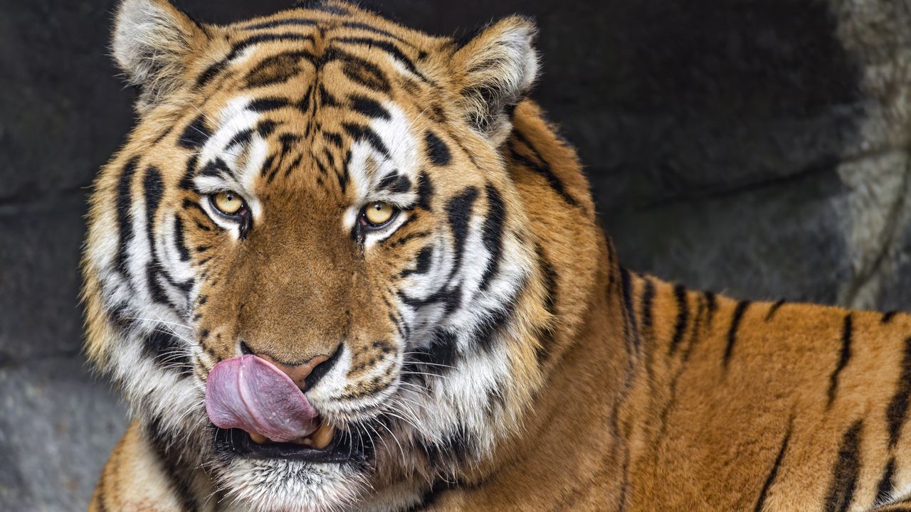 Wallpaper tiger, protruding tongue, animal, big cat, wild, face