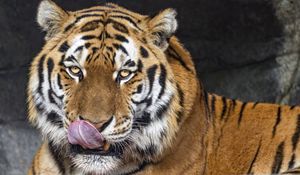 Preview wallpaper tiger, protruding tongue, animal, big cat, wild, face