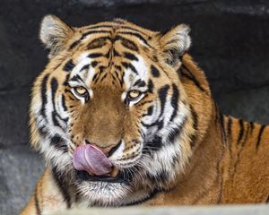Preview wallpaper tiger, protruding tongue, animal, big cat, wild, face