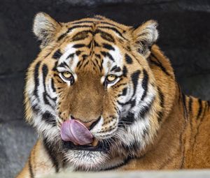 Preview wallpaper tiger, protruding tongue, animal, big cat, wild, face