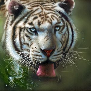 Preview wallpaper tiger, protruding tongue, art, water