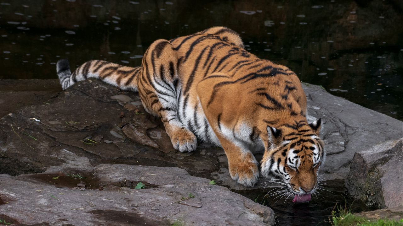 Wallpaper tiger, protruding tongue, big cat