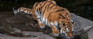 Preview wallpaper tiger, protruding tongue, big cat