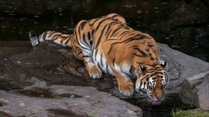 Preview wallpaper tiger, protruding tongue, big cat