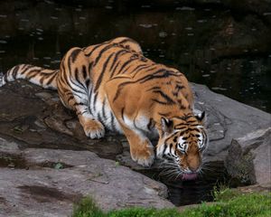 Preview wallpaper tiger, protruding tongue, big cat