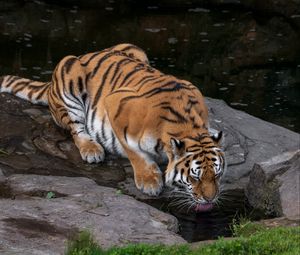 Preview wallpaper tiger, protruding tongue, big cat