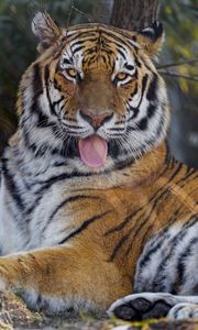 Preview wallpaper tiger, protruding tongue, big cat, predator, animal