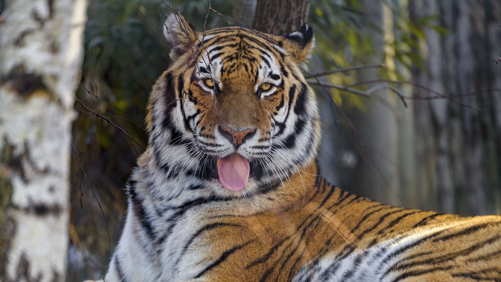 Download wallpaper 1920x1080 tiger, protruding tongue, big cat ...