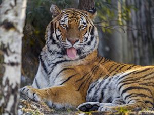 Preview wallpaper tiger, protruding tongue, big cat, predator, animal