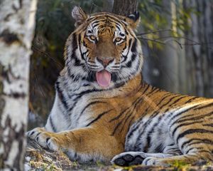 Preview wallpaper tiger, protruding tongue, big cat, predator, animal