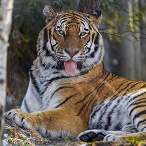 Preview wallpaper tiger, protruding tongue, big cat, predator, animal