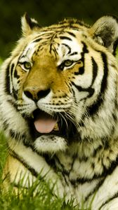 Preview wallpaper tiger, protruding tongue, big cat, predator