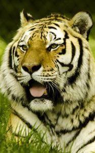 Preview wallpaper tiger, protruding tongue, big cat, predator