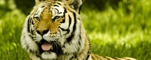 Preview wallpaper tiger, protruding tongue, big cat, predator