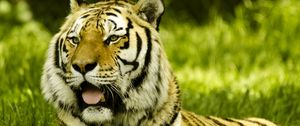 Preview wallpaper tiger, protruding tongue, big cat, predator