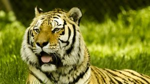Preview wallpaper tiger, protruding tongue, big cat, predator