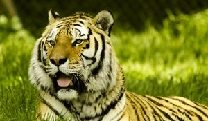 Preview wallpaper tiger, protruding tongue, big cat, predator