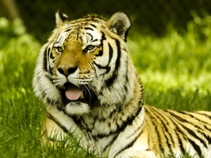 Preview wallpaper tiger, protruding tongue, big cat, predator