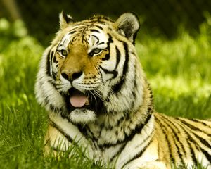 Preview wallpaper tiger, protruding tongue, big cat, predator