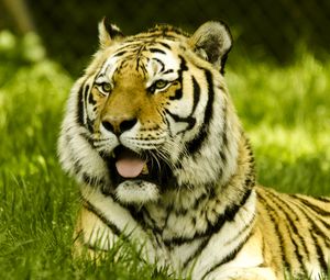 Preview wallpaper tiger, protruding tongue, big cat, predator