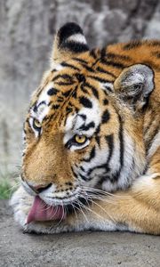 Preview wallpaper tiger, protruding tongue, big cat, predator, wildlife