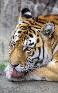 Preview wallpaper tiger, protruding tongue, big cat, predator, wildlife