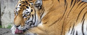 Preview wallpaper tiger, protruding tongue, big cat, predator, wildlife