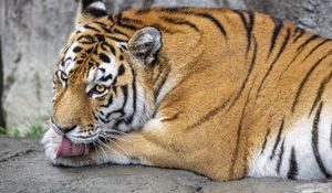 Preview wallpaper tiger, protruding tongue, big cat, predator, wildlife