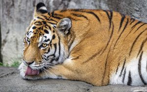 Preview wallpaper tiger, protruding tongue, big cat, predator, wildlife