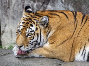 Preview wallpaper tiger, protruding tongue, big cat, predator, wildlife