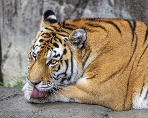 Preview wallpaper tiger, protruding tongue, big cat, predator, wildlife