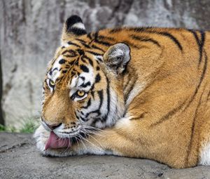 Preview wallpaper tiger, protruding tongue, big cat, predator, wildlife