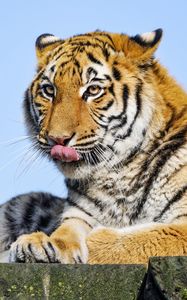Preview wallpaper tiger, protruding tongue, big cat, predator, stone